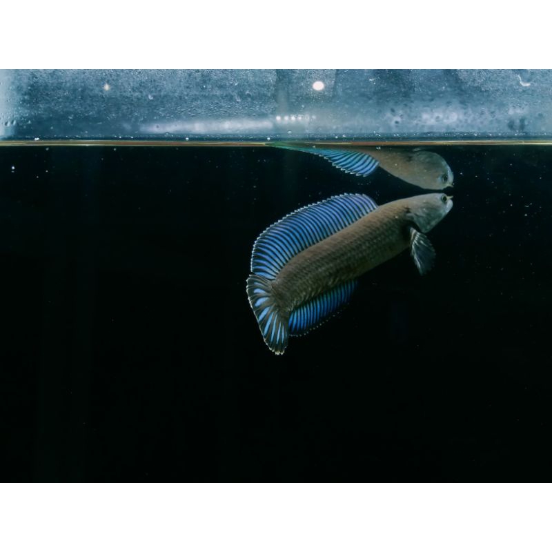 Hiasan Aquarium|Channa Andrao 10 CM