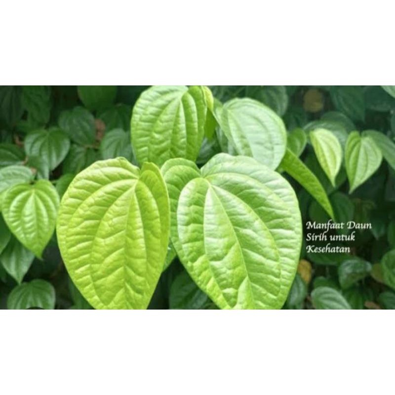 

DAUN SIRIH prsatuan
