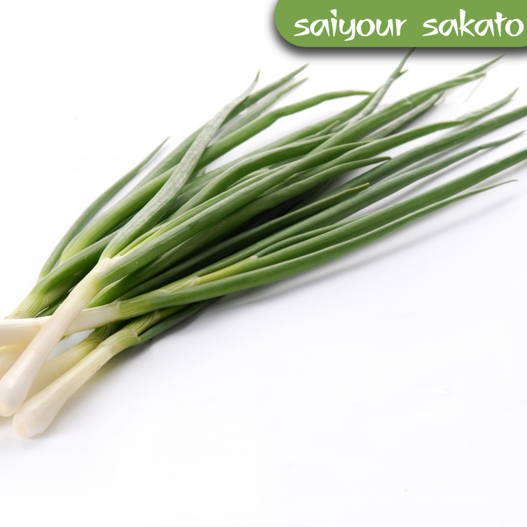 

Daun Bawang Per Ikat - Saiyour Sakato