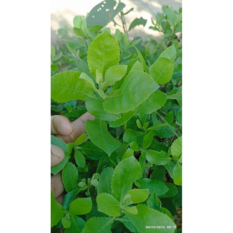 

daun beluntas segar 200 gram obat bau mulut dan bau badan