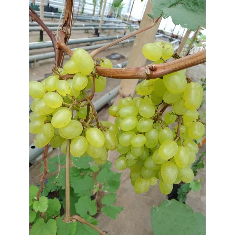 

anggur import safron