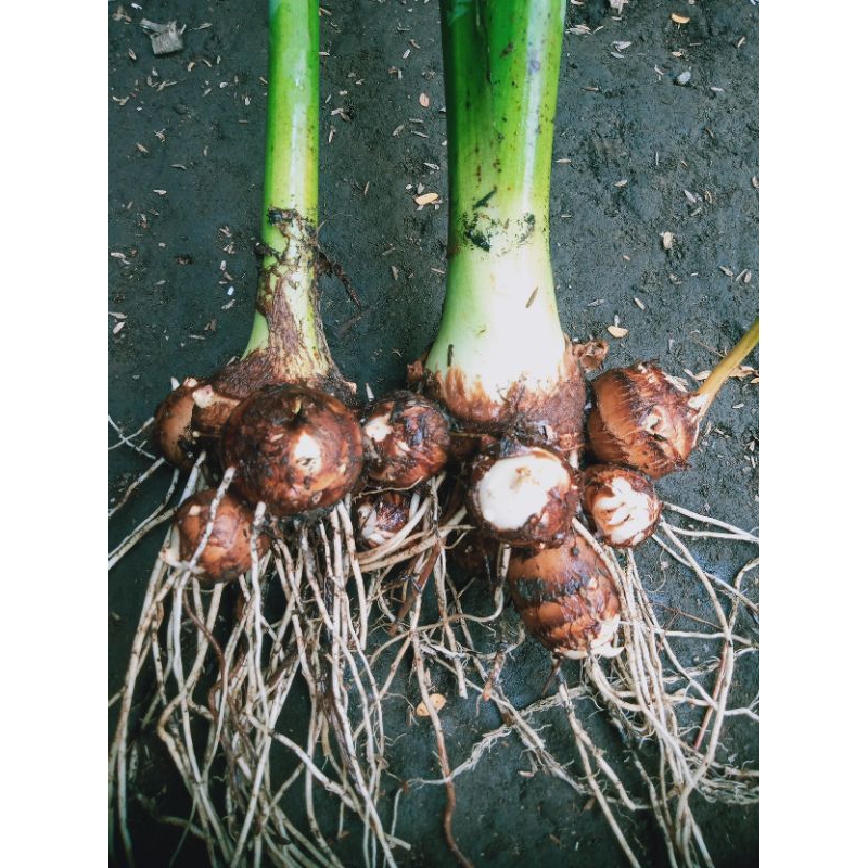 bibit talas satoimo/talas jepang kaya manfaat.