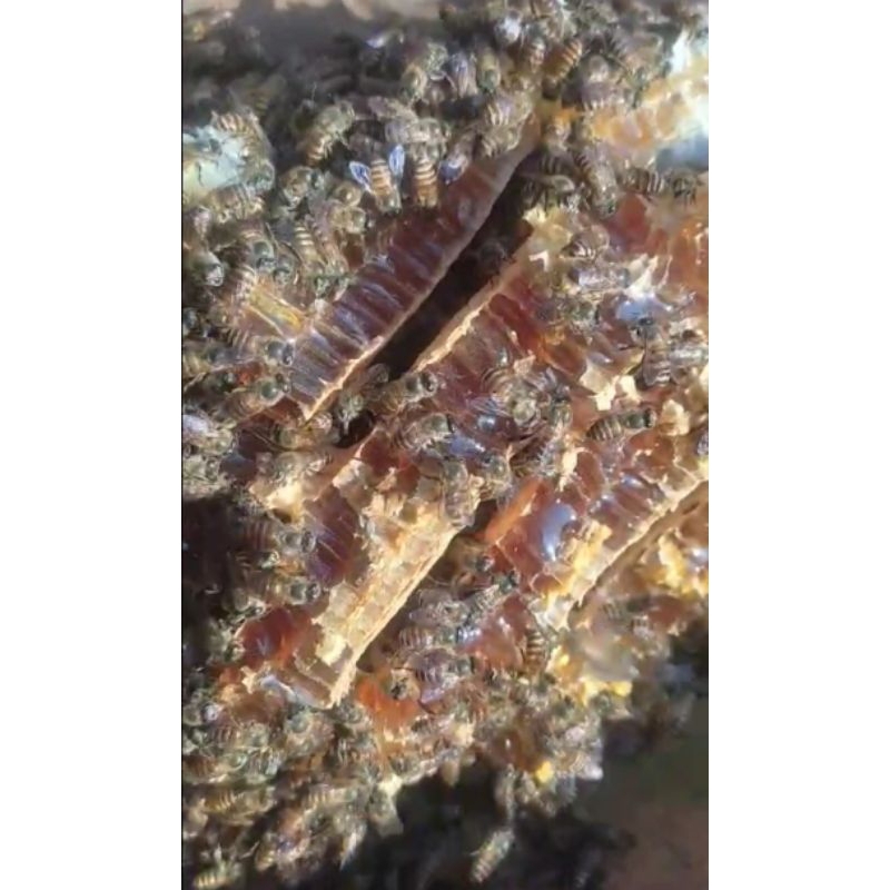 

MaduCerana
