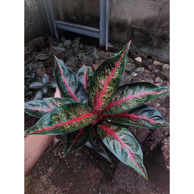 Aglonema hot laddy merah tanian lokal