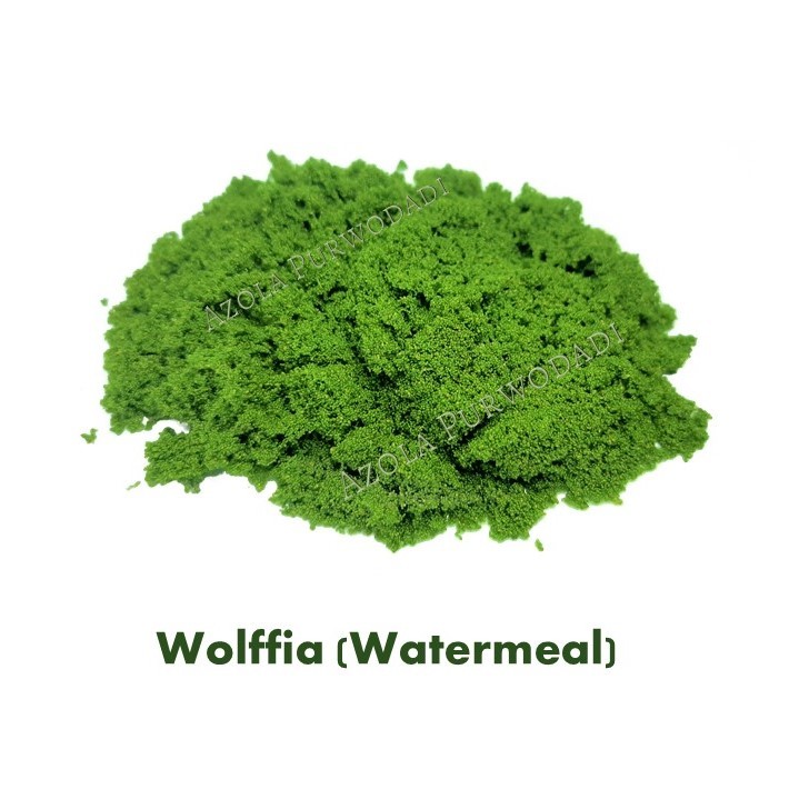 Wolffia 150 gram