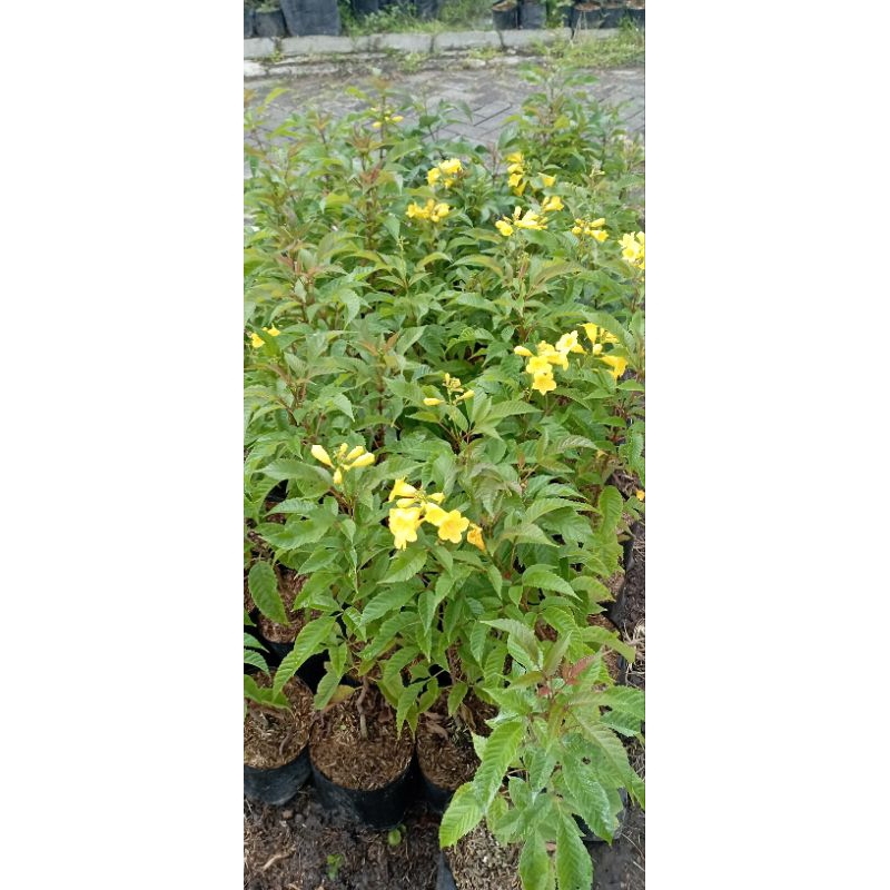 tecomaria kuning