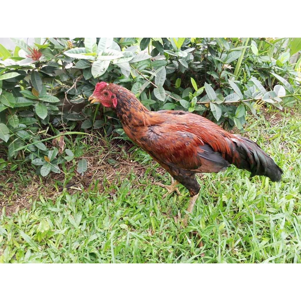 ayam jago / ayam kampung /indukan ayam jantan umur 9 bulan