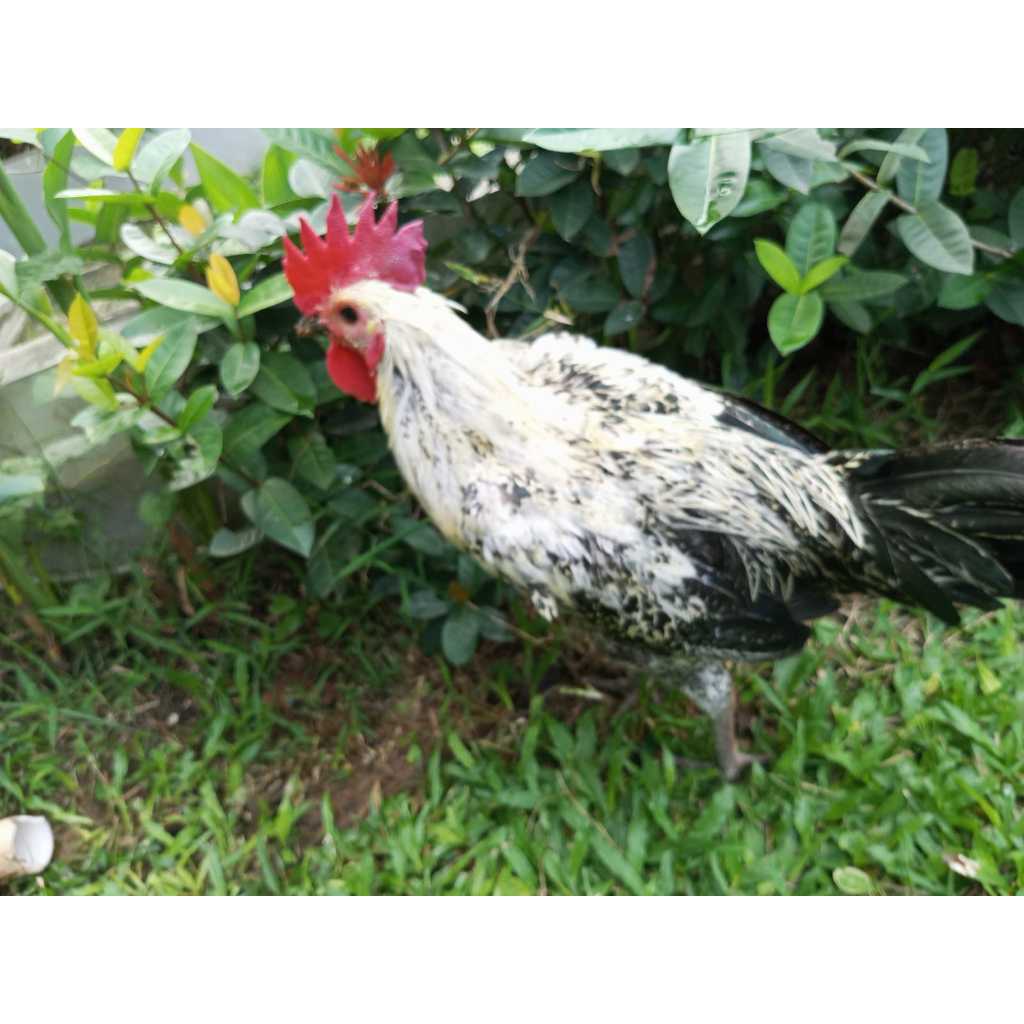 ayam arab jago / ayam arab trias/indukan ayam arab jantan umur 12 bulan