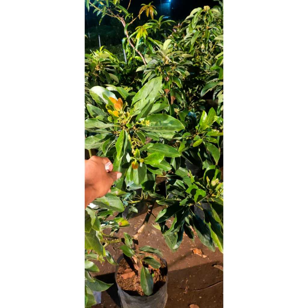 Bibit Alpukat Miki Kondisi Berbunga Rimbun - Polibag