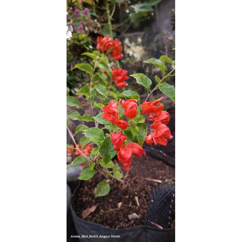 Bibit Tanaman Hias Bunga Kertas  Bougenville Impor Id Anggur bunga warna merah
