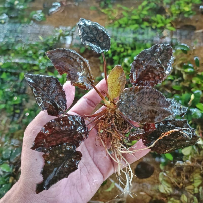 cryptocoryne Striolata
