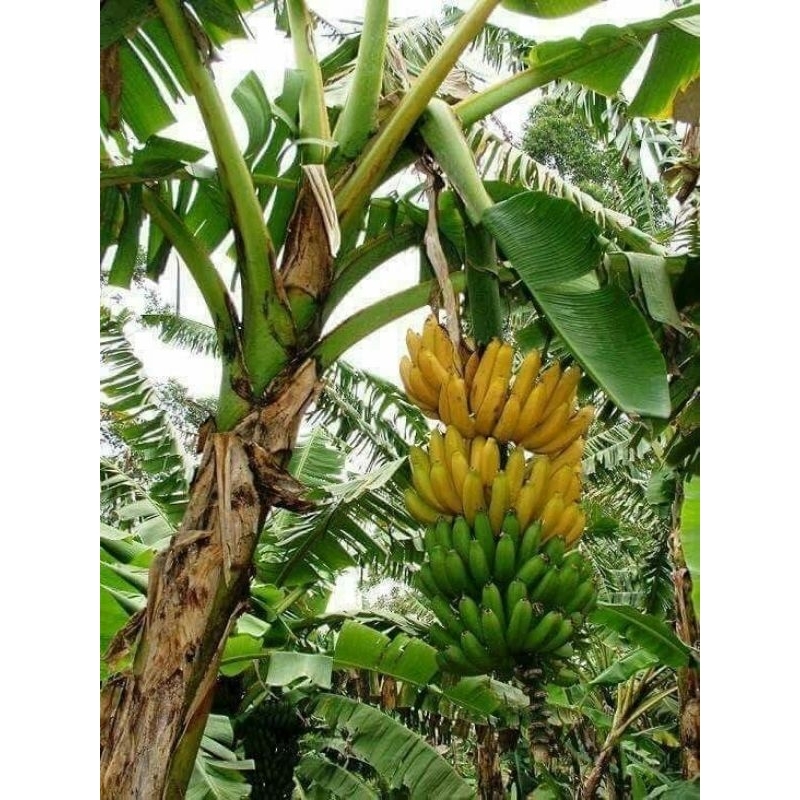 Bibit pisang raja ijo