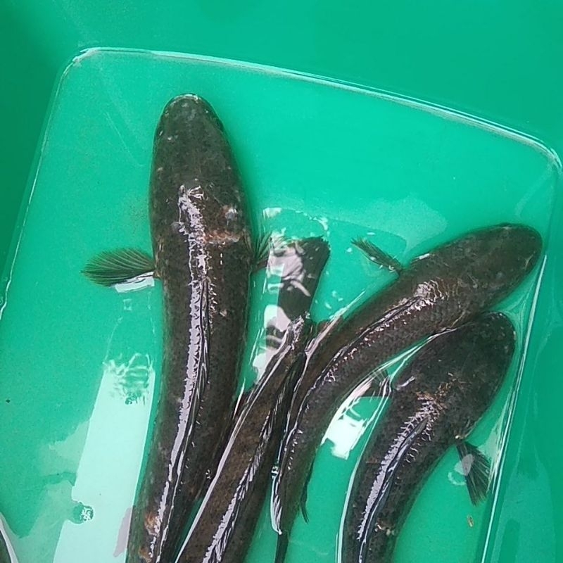 

ikan gabus rawa besar/jumbo segar 1 kg isi 1-4