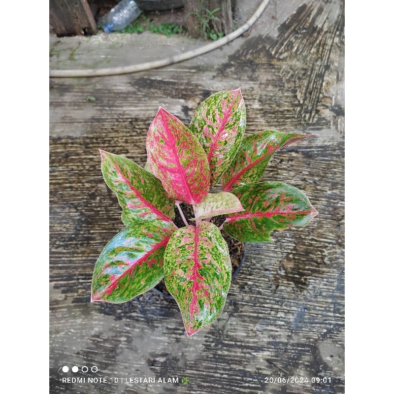 Aglonema Red Striptis