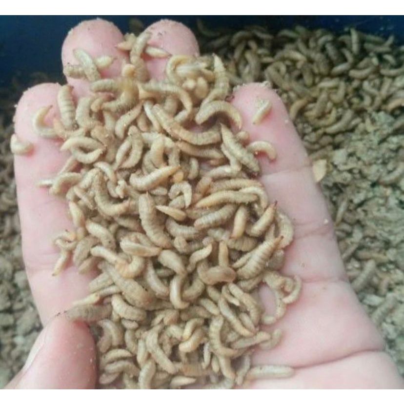 larva#Maggot Magot Bsf Fresh 500 gram# Pakan Burung dan Ikan#magot hidup#magot bsf#magot super hidup