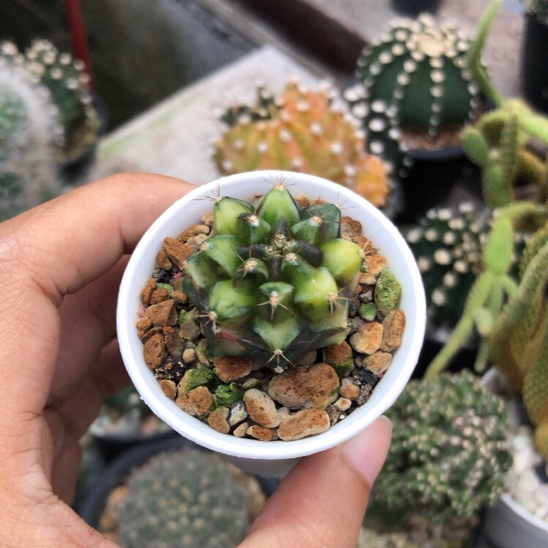 Kaktus Gymnocalycium Mihanovichii Variegata ID Rootbeer