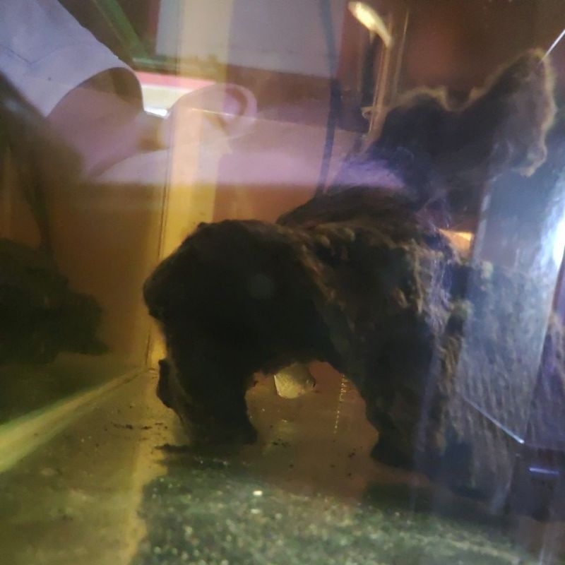 

BabySerra Rhombeus Peru