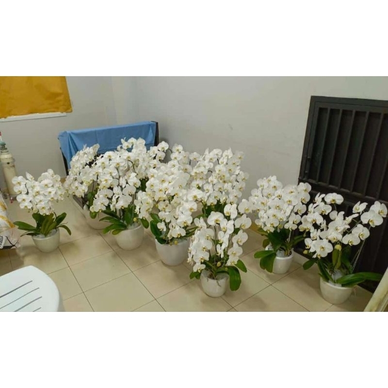 ANGGREK BULAN - ANGGREK BULAN PUTIH - BUNGA ANGGREK - ANGGREK PUTIH - BUNGA ANGGREK HIDUP