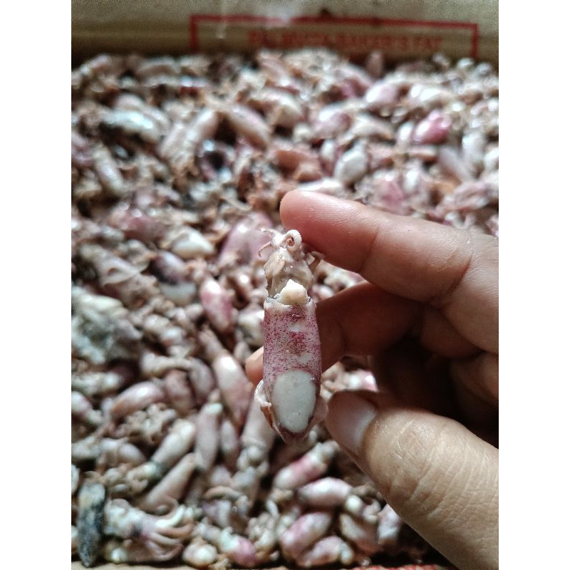 

BABY CUMI ASIN KEMASAN 1000GR