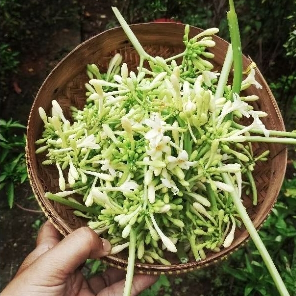 

sayur bunga pepaya segar fresh