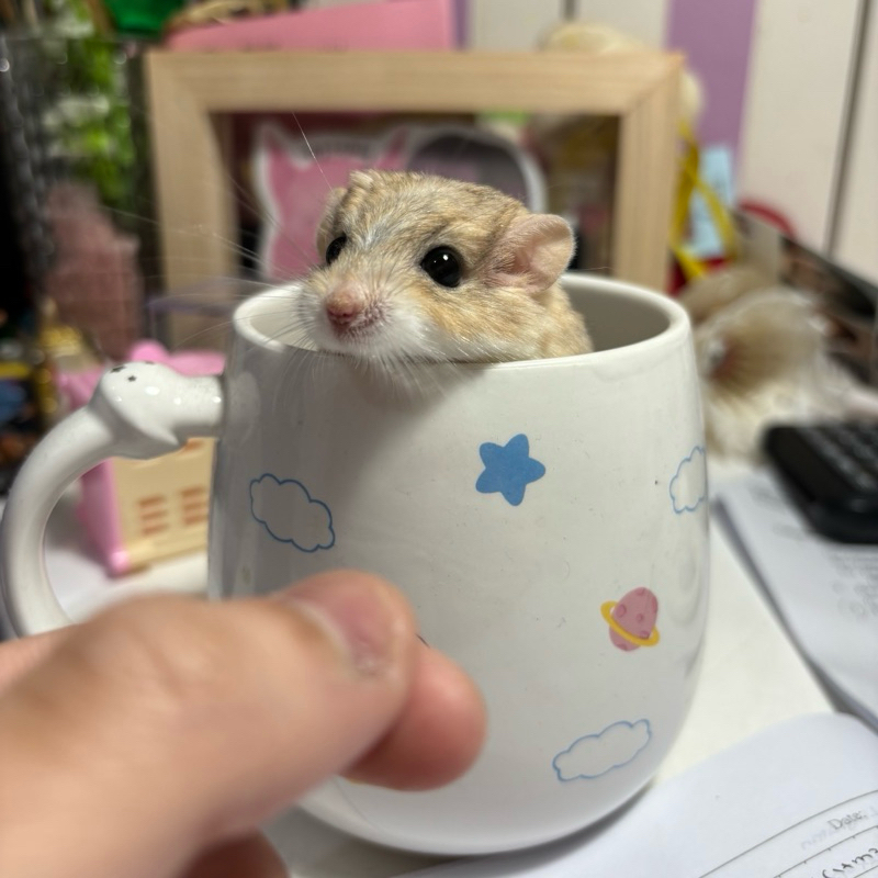 Gerbil Fat Tailed Indukan Siap Kawin