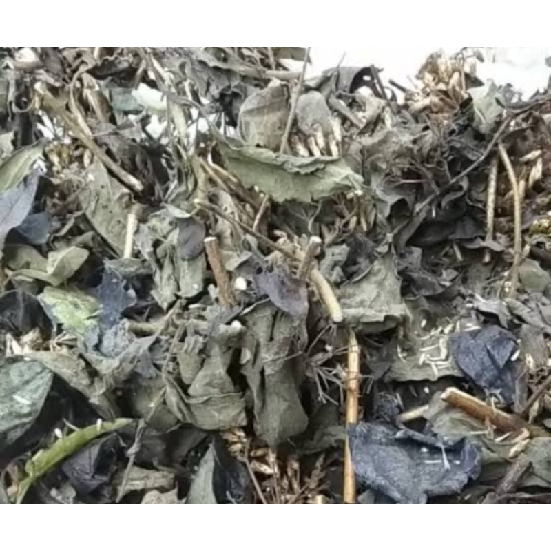 

Daun kopasanda kering / daun kirinyuh kering 250 gram-az
