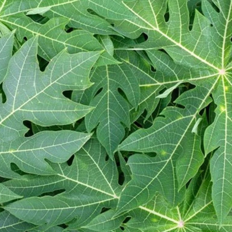 

Daun pepaya jantan pepaya kerayunan segar 1 kg