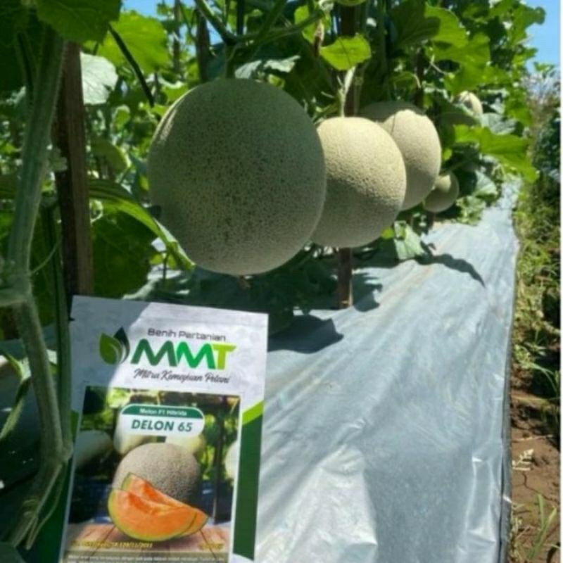 100 Benih Bibit Biji Melon F1 DELON 65 Oren, Import Hibrida Seeds Super Manis