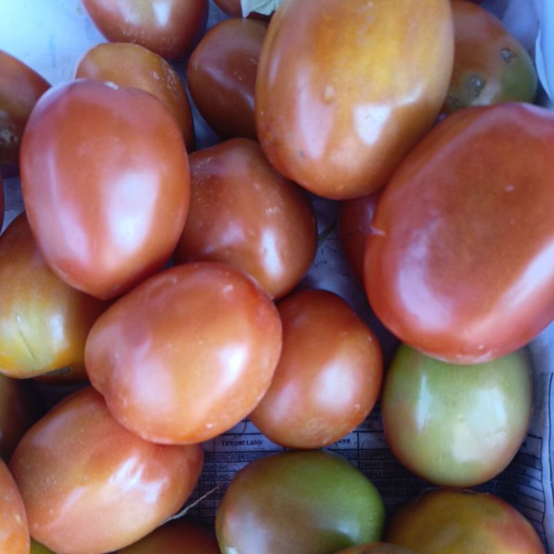

Tomat Brastagi dijamin bagus 1kg