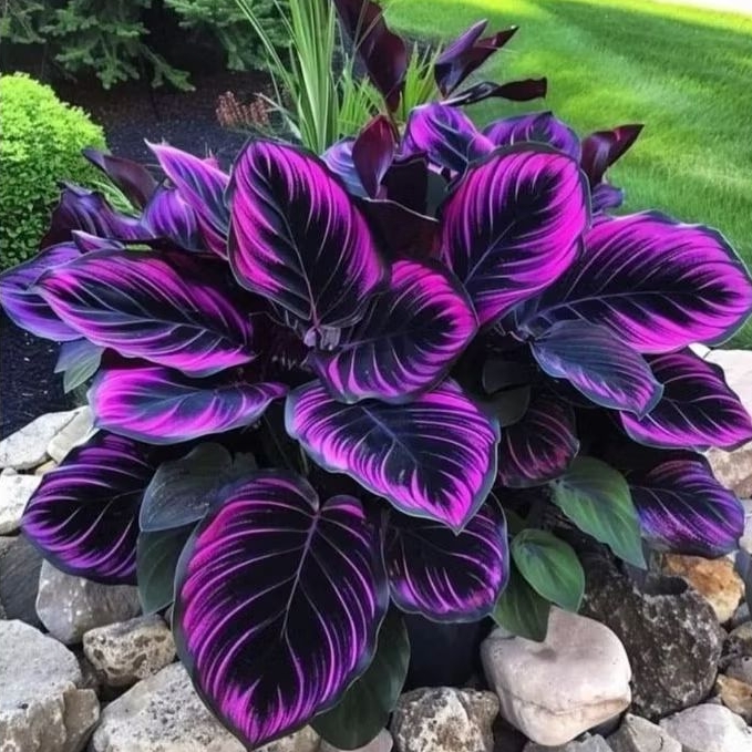 [BISA calature black / calanthea murah meriah  / bunga hidup hitam manis/ tanaman calanthea / tanama