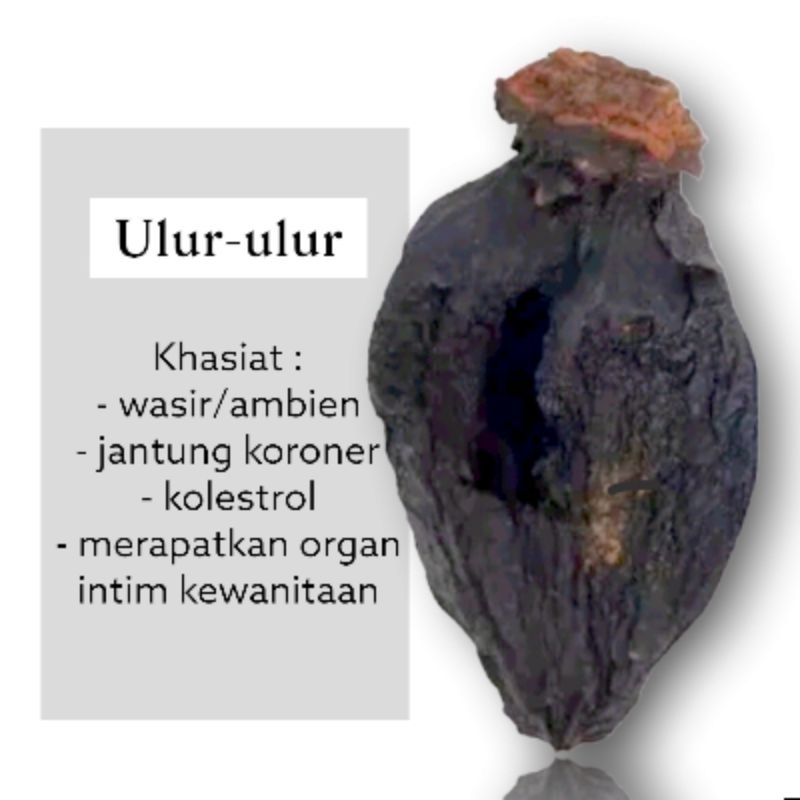 Buah ulur ulur asli ramuan tradisional kalimantan obat ambien