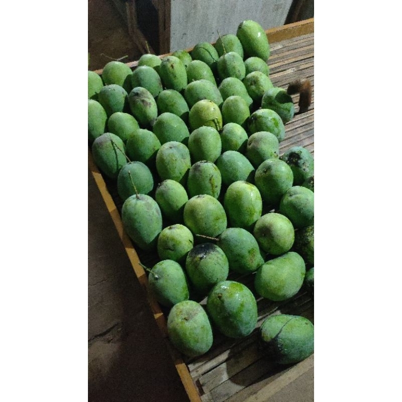 

Mangga Harum Manis