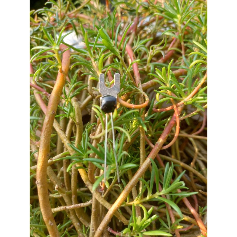 ntc 100k plus terminal orginal import