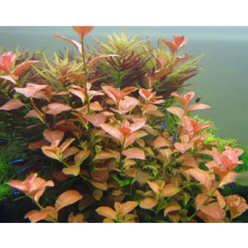 ludwigia ovalis