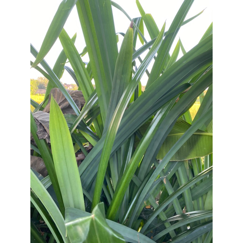 

daun pandan segar