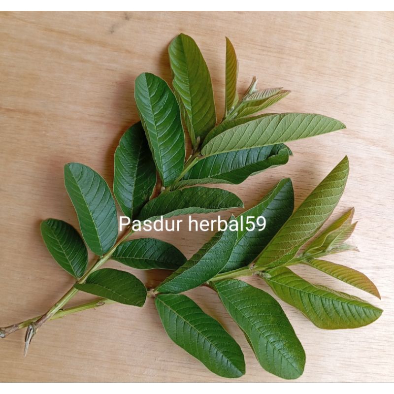 

Daun jambu biji segar per 500 gram