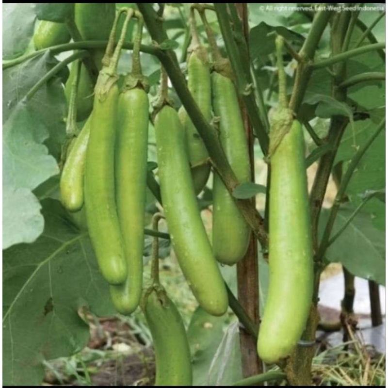 

TERONG HIJAU 500 gram---1 kg