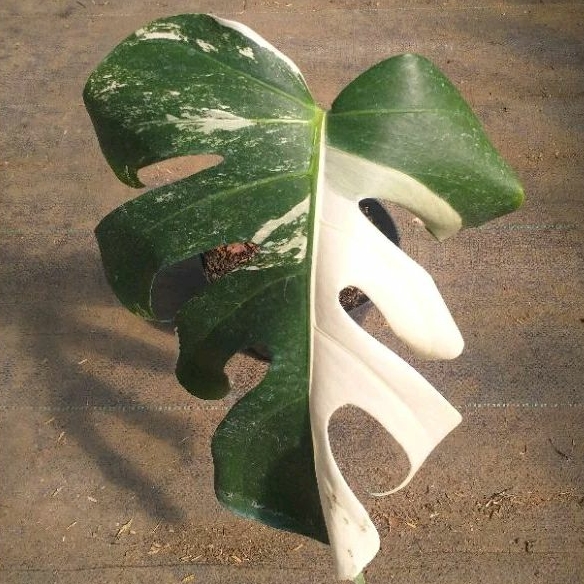 Tanaman Monstera Varigata 1 Daun Pancing