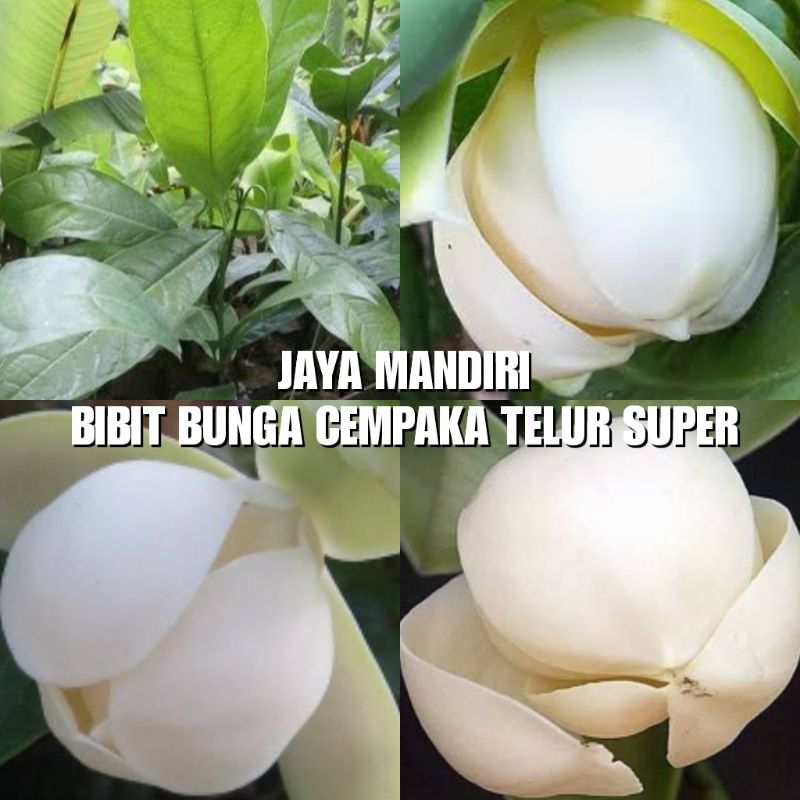 BIBIT CEMPAKA TELUR SUPER (BUNGA CEMPAKA TELUR)