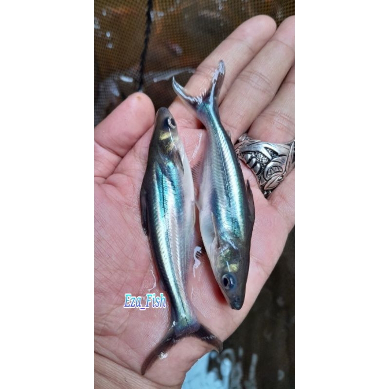 bibit ikan patin ukuran 6-7cm