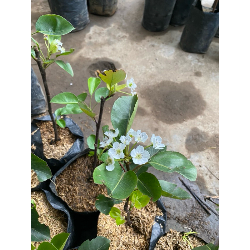 BIBIT BUAH PIR KONDISI BERBUNGA