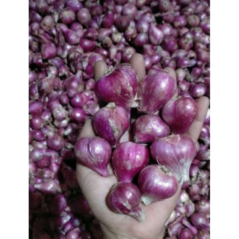 

Bawang Nganjuk super cros