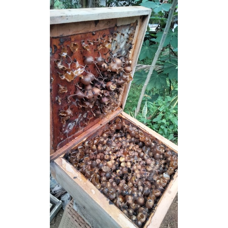 

Madu murni murah klanceng trigona Itama 300gram