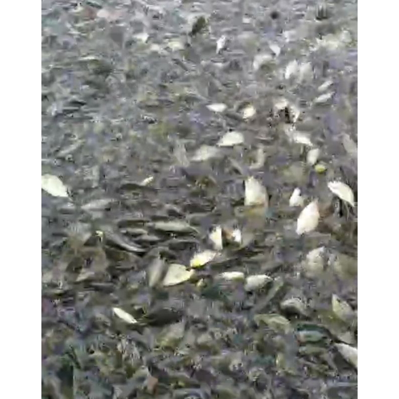 

Bibit Ikan Nila Segar