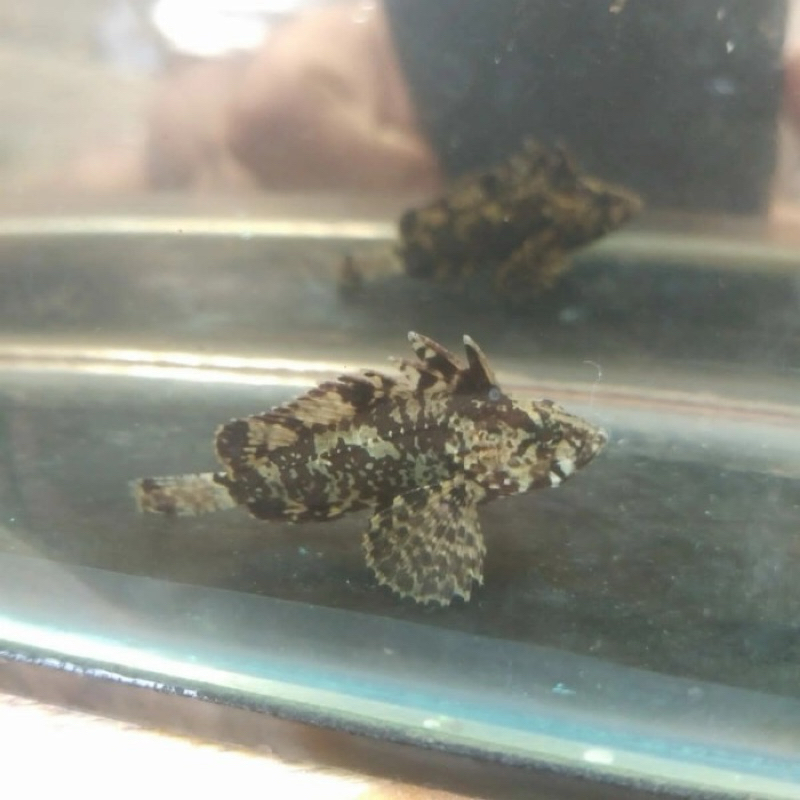goby butterfly
