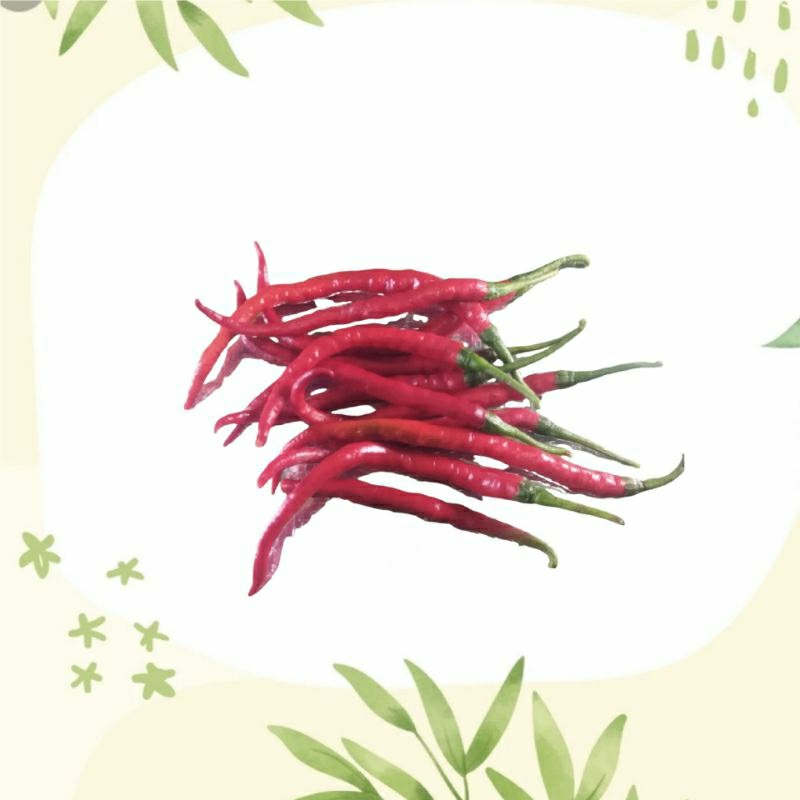 

Cabe Kriting Merah