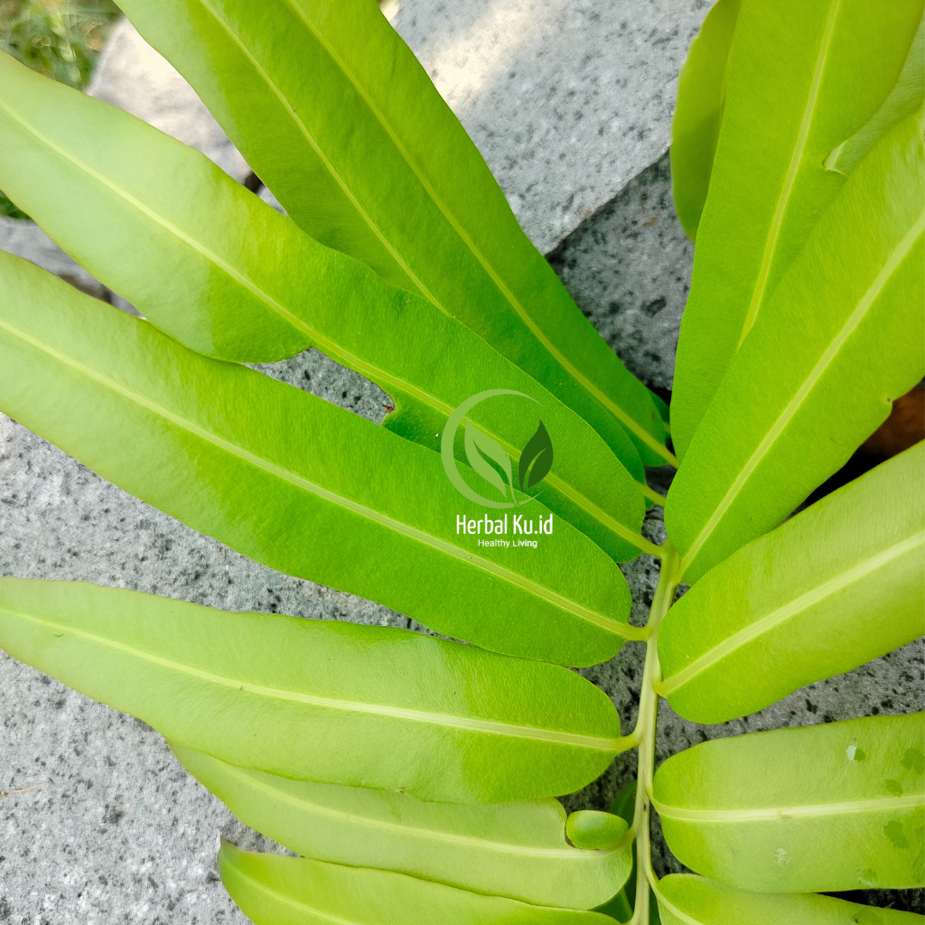 Daun Warakas Segar Obat Herbal Alami Dan Obat Membantu Anak Cepat Jalan Isi 10 Lembar