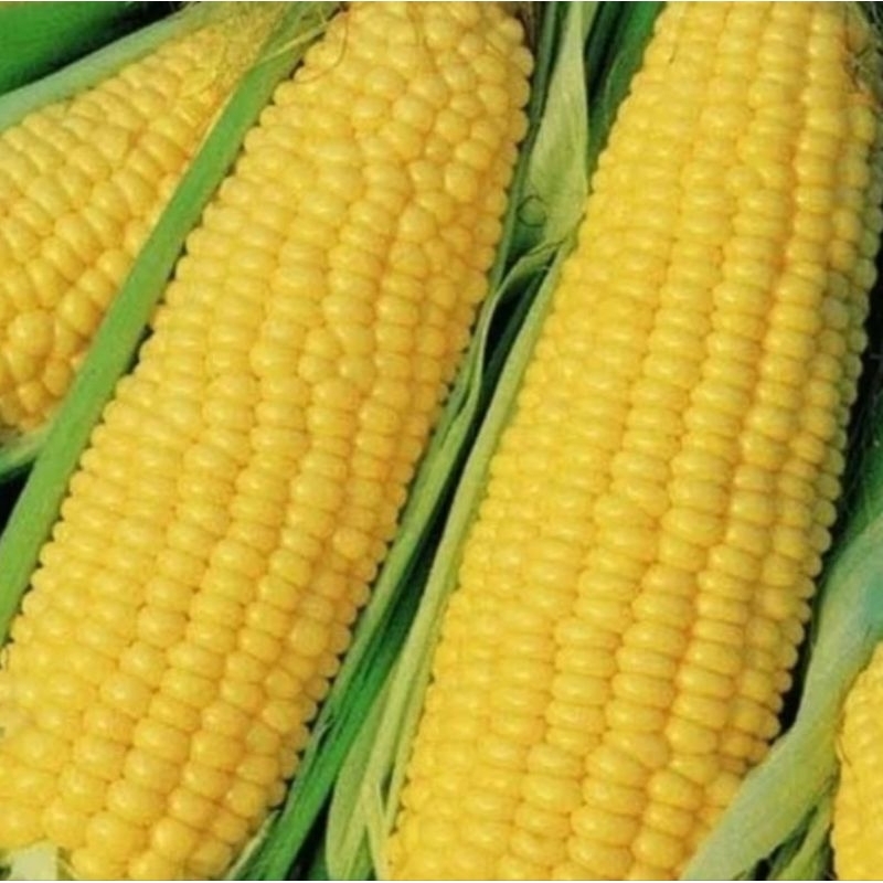 

JAGUNG MANIS ISI 2