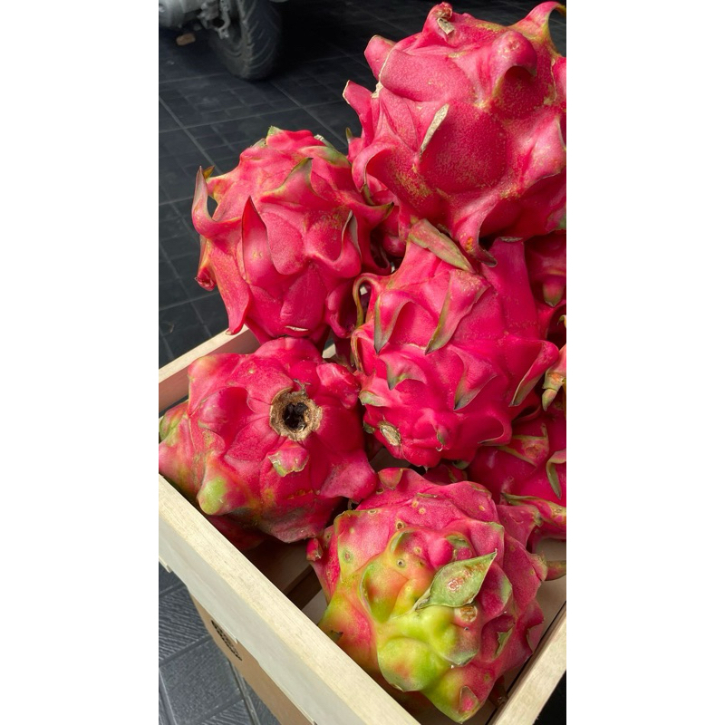 

Buah Naga Merah Dragon Fruit