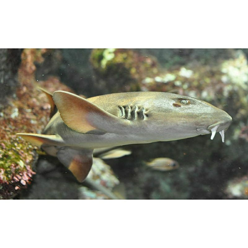 

BAMBOO SHARK/ HIU BAMBU PREDATOR LAUT